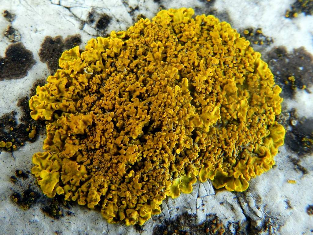 Xanthoria calcicola ?